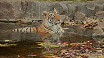 Tilt shot down to a Bengal tiger (Panthera tigris tigris) wallowing in a waterhole, Ranthambore National Park, Rajasthan, India. 2016.