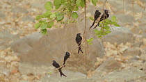 Group of Black drongos (Dicrurus adsimilis) perched on branches with their beaks open thermoregulating, Ranthambore National Park, Rajasthan, India. 2016.