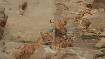 Female Bengal tiger (Panthera tigris tigris) with three cubs at a waterhole, Ranthambore National Park, Rajasthan, India. 2016.