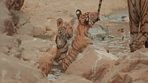 Two male Bengal tiger (Panthera tigris tigris) cubs playing in a waterhole, one pulling its mother's tail, Ranthambore National Park, Rajasthan, India. 2016.