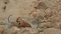 Two male Bengal tiger (Panthera tigris tigris) cubs playing in a waterhole, Ranthambore National Park, Rajasthan, India. 2016.