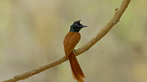 Tilt shot up to a male Asian paradise flycatcher (Terpsiphone paradisi) perched on a branch, Ranthambore National Park, Rajasthan, India. 2016.