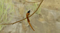 Male Asian paradise flycatcher (Terpsiphone paradisi) perched on a branch, Ranthambore National Park, Rajasthan, India. 2016.