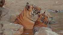 Female Bengal tiger (Panthera tigris tigris) with cub cooling down in waterhole, Ranthambore National Park, Rajasthan, India. 2016.