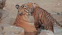 Female Bengal tiger (Panthera tigris tigris) grooming cub in a waterhole, Ranthambore National Park, Rajasthan, India. 2016.