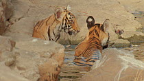 Two Bengal tiger (Panthera tigris tigris) cubs wallowing and drinking, Ranthambore National Park, Rajasthan, India. 2016.