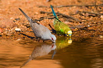 Diamond dove (Geopelia cuneata) and male Budgerigar (Melopsittacus undulatus) drinking, Western Australia.