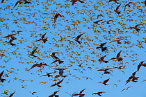 Cockatiel (Nymphicus hollandicus) flock in flight with Budgerigar (Melopsittacus undulatus) Murchinson Shire, Western Australia.