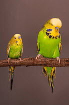 Budgerigar (Melopsittacus undulatus) comparison between two adult males, with wild variety on the right and domestic variety on the left.
