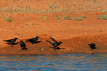 Australian raven (Corvus coronoides) at waterhole, with Budgerigar (Melopsittacus undulatus) perched on stick, Wannoo, Billabong Roadhouse, Western Australia.