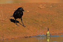 Australian raven (Corvus coronoides) hunting weak Budgerigar (Melopsittacus undulatus) in water, Wannoo, Billabong Roadhouse, Western Australia.