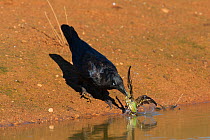 Australian raven (Corvus coronoides) catching Budgerigar (Melopsittacus undulatus) with wet feathers, Wannoo, Billabong Roadhouse, Western Australia.