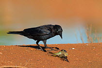 Australian raven (Corvus coronoides) with weak and wet Budgerigar (Melopsittacus undulatus) prey trying to escape. Wannoo, Billabong Roadhouse, Western Australia.