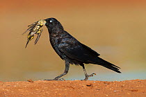 Australian raven (Corvus coronoides) carrying Budgerigar (Melopsittacus undulatus) prey, Wannoo, Billabong Roadhouse, Western Australia.