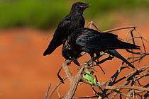 Australian raven (Corvus coronoides) feeding on Budgerigar (Melopsittacus undulatus)  Wannoo, Billabong Roadhouse, Western Australia.