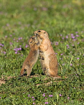 Black-tailed prairie dog (Cynomys ludovicianus) youngster  with an adult, Parker, Colorado, USA, May.