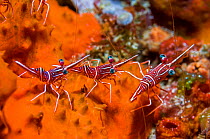 RF- Durban hinge-beak Prawns (Rhynchocinetes durbanensis).  Indonesia. (This image may be licensed either as rights managed or royalty free.)