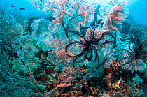 RF- Gorgonians and crinoids on coral reef.  Indonesia. (This image may be licensed either as rights managed or royalty free.)