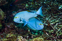RF- Elongate surgeonfish (Acanthurus mata) being cleaned by Black spot cleaner wrasse (Labroides pectoralis) and  Bluestreak cleaner wrasse (Labroides dimidiatus).  Indonesia. (This image may be licen...