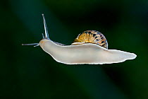 Garden snail (Helix aspersa) seen from underneath, sliding over glass.  UK.