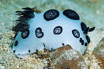 Nudibranch (Jorunna funebris) profile, Indonesia.