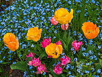 Tulips and Forget-me-not (Myosotis sylvatica) in spring garden,  UK. April.