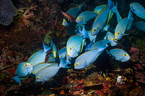Elongate surgeonfish (Acanthurus mata) at a cleaning station with Diana wrasses (Bodianus diana).  Indonesia.
