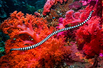 RF - Banded sea snake (Laticauda colubrina) swimming over coral reef.  Cebu, Malapascua Island, Philippines. (This image may be licensed either as rights managed or royalty free.)