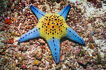RF - Honeycomb or Cushion starfish (Pentaceraster alveolatus).  Oreasteridae.  Cebu, Malapascua Island, Philippines. (This image may be licensed either as rights managed or royalty free.)