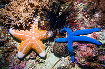 RF - Blue starfish (Linckia laevigata) and Pink cushionstar (Coriaster granulatus) and Long spined urchin (Diadema setosum).  Cebu, Malapascua Island, Philippines. (This image may be licensed either a...