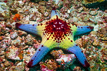 RF - Honeycomb or Cushion starfish (Pentaceraster alveolatus).  Oreasteridae.  Malapascua Island, Philippines. (This image may be licensed either as rights managed or royalty free.)