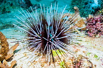 RF - Calamari urchin (Echinothrix calamaris).  Cebu, Malapascua Island, Philippines. (This image may be licensed either as rights managed or royalty free.)
