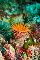 RF - Tube anemone (Cerianthus sp.).  Cebu, Malapascua Island, Philippines. (This image may be licensed either as rights managed or royalty free.)