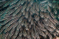 RF - Mass of  Lined catfish (Plotusus lineatus) on coral reef, Malapascus Island, Philippines. (This image may be licensed either as rights managed or royalty free.)