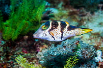 RF - Valentino's sharp nosed puffer fish (Canthigaster vanlentini)  Malapascua Island, Philippines. (This image may be licensed either as rights managed or royalty free.)