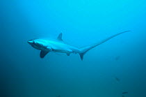 RF - Thresher shark (Alopias pelagicus) swimming over seabed,  Malaspascua, Philippines. (This image may be licensed either as rights managed or royalty free.)