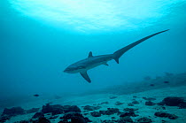 Thresher shark (Alopias pelagicus) swimming over seabed to be cleaned by cleaner wrasses, Cebu, Malaspascua, Philippines, September