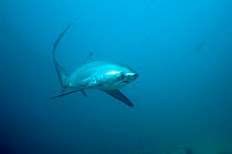 Thresher shark (Alopias pelagicus) swimming over seabed to be cleaned by cleaner wrasses, Cebu, Malaspascua, Philippines, September