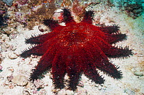 Crown of thorns starfish (Acanthaster planci)  Malapascua Island, Philippines, September