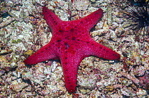 Honeycomb / Cushion starfish (Pentaceraster alveolatus) Malapascua Island, Philippines, September