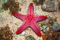 Honeycomb / Cushion starfish (Pentaceraster alveolatus) Malapascua Island, Philippines, September