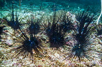 Longspine urchins (Diadema setosum) Cebu, Malapascua Island, Philippines, September