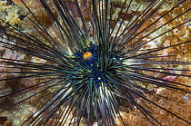 Longspine urchin (Diadema setosum) Cebu, Malapascua Island, Philippines, September