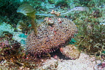 Flower urchin (Toxopneustes pileolus) extremely venomous, the long feet attach debris for camouflage, Cebu, Malapascua Island, Philippines, September