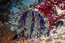 Cake urchin (Tripneustes gratilla) Cebu, Malapascua Island, Philippines, September
