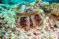 Cake urchin (Tripneustes gratilla)  Cebu, Malapascua Island, Philippines, September