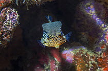 Solor / Reticulated boxfish (Ostracion solorensis) Cebu, Malapascua Island, Philippines, September