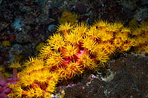 Orange cup coral (Tubastrea sp.) Cebu, Malapascua, Philippines, September