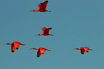 A group of Scarlet Ibises (Eudocimus ruber) flying against  blue sky, Amacuro, Venezuela.