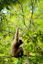 Skywalker hoolock gibbon (Hoolock tianxing) formerly described as Eastern hoolock gibbon (Hoolock leuconedys) Gaoligong Mountains National Nature Reserve, Yunnan Province, China.